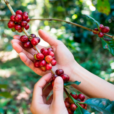 hands picking coffee cherries