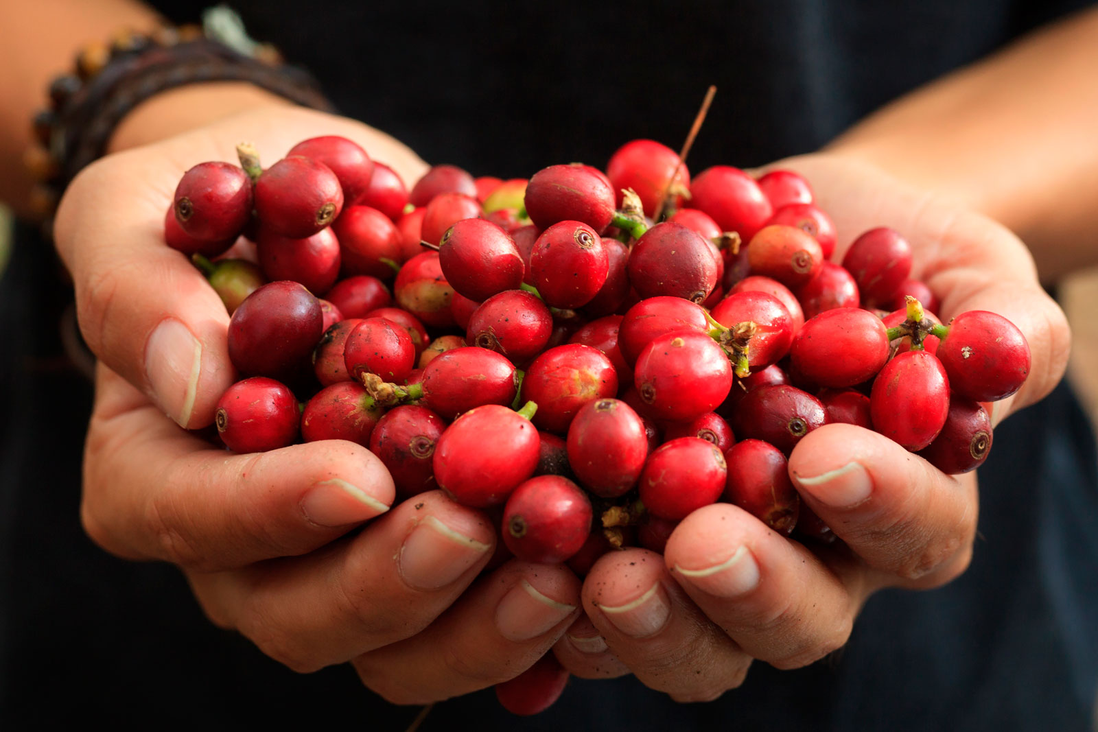 Hands holding coffee cherries
